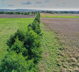 Fototapeta na wymiar Aerial view from a low height of a hedge of deciduous trees between two arable fields