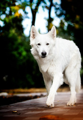 Obraz premium white swiss dog in autumn park