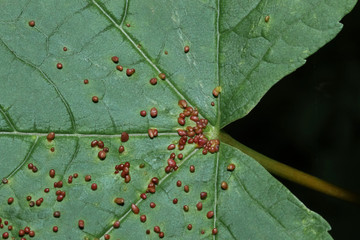 Galläpfel auf einem Ahornblatt, Cecidien,