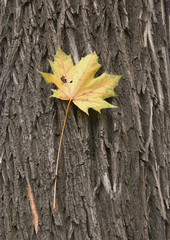 Blatt am Baum