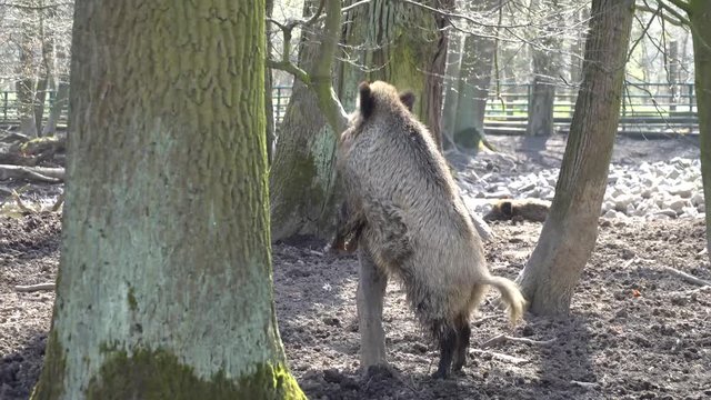 Wild Boar Scratching Belly On Tree Trunk