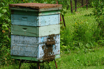 Beehives in swarm condition, a large number of bees, hive close-up