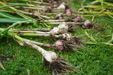 Fresh garlic extracted from the ground, side view