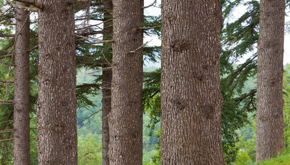 árboles (troncos)
