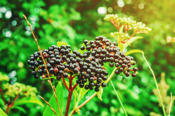 Bunches of ripe black elderberry in the forest. Medicinal plants