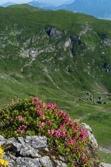 Bergblumen