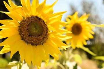 Girassol Flor