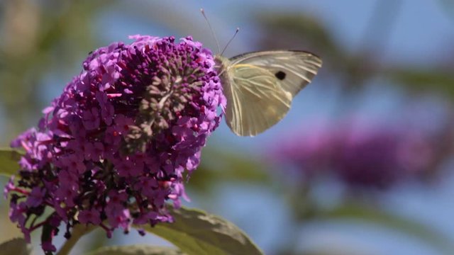Mariposa de la col (Pieris brassicae)  volando y posandose en   una flor del arbusto  Buddleja davidii de color  purpura rosa 
