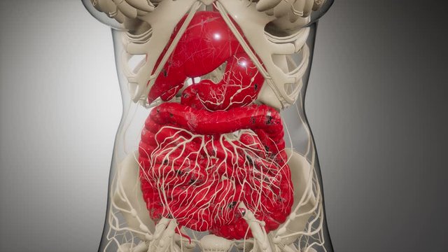 3d illustration of human digestive system parts and functions
