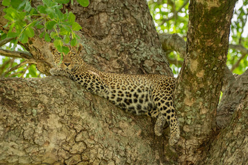Leopard on the tree