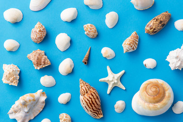 sealife and summer concept - different sea shells on blue background