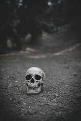 Gloomy cranium placed on soil