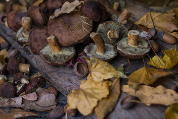 Close up of wild mashrooms and yellow leaves on awooden backgrond.