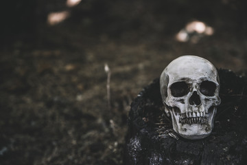 Dead cranium placed on black stump