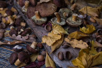 Arcon and dry yellow leaf with wild mashroom on a wood.