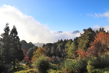 Alishan landscape, Taiwan
