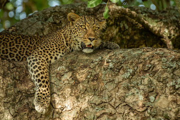 Leopard on the tree