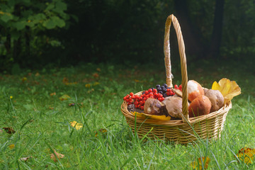 Basket with edible mushrooms on green grass