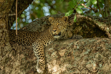 Leopard on the tree
