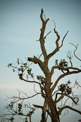 autumnal trees in the wood