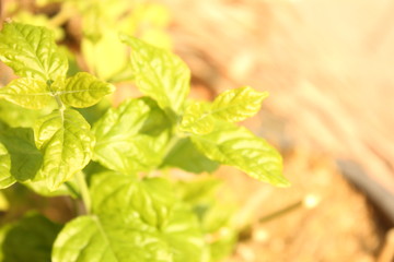 Green leaves in the garden