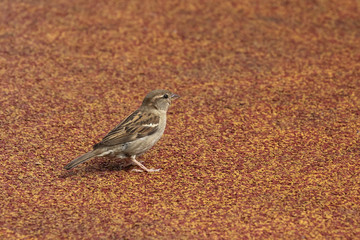 Haussperling, Passer domesticus