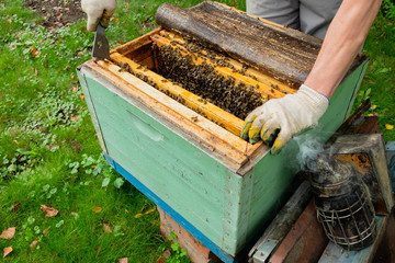 The beekeeper takes out a frame with honey from the hive