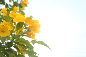 ellow flowers in the garden