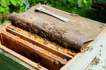 A special chisel for inspection of beehives by a beekeeper, frames with honey