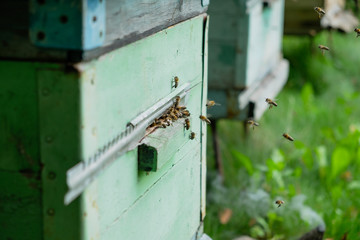 Bees flying into the summer on the hive