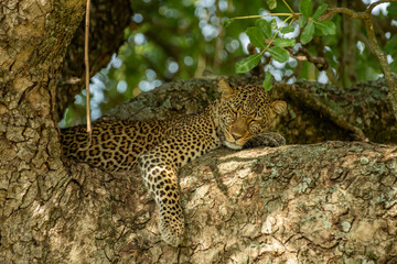 Leopard on the tree