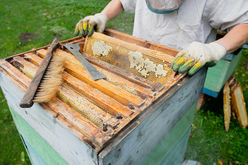 Beekeeper inspects a beehive with bees, top view