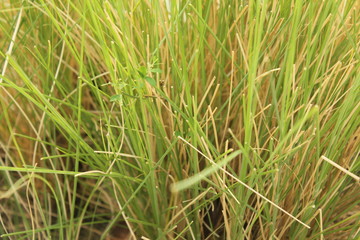 Green leaves in the garden