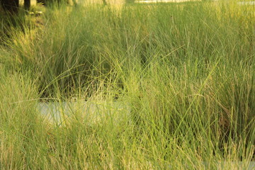Green leaves in the garden