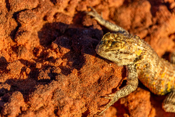Spiny Desert Lizard