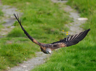 Fototapeta premium Red kite, Milvus milvus