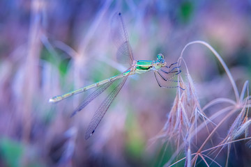 Small shiny green dragonfly in natural environment