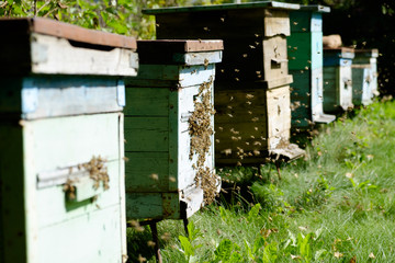 A large number of bees flying into the hive