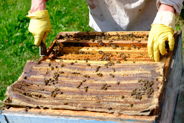 A beekeeper special chisel pulls the frame from the hive