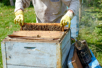 The beekeeper inspects the hive, takes out the framework