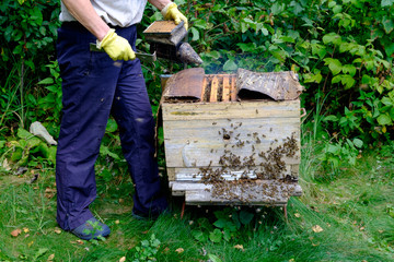 Beekeeper smokes bees in a beehive with smoke