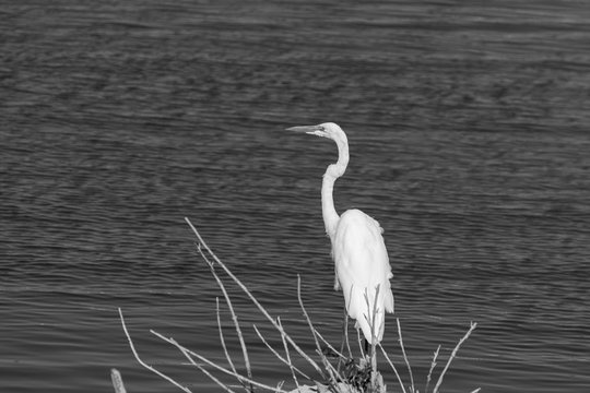 Great White Egre on lake shore in black and white