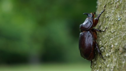 beetle on tree (Oryctes nasicornis)