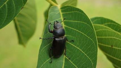 beetle on leaf (Lucanus cervus)