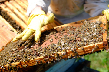 Beekeeper inspects beehive, frame with bees close up