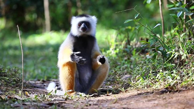 Diademed sifaka is sitting in a forest on the ground. Madagascar. Mantadia National Park.