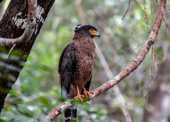 Crested Serpent Eagle perched in tree in Wilpattu National Park in Sri Lanka