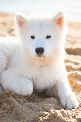 Fototapeta premium White dog Samoyed walks on the shore of the Baltic Sea