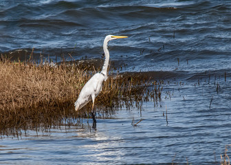 White heron staying and fishing at the lake.