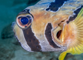 Fish-hedgehog closeup looks directly into the camera lens. Underwater macro photography © Alexei Alekhin